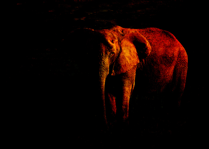 Save the Elephant © First Night Design