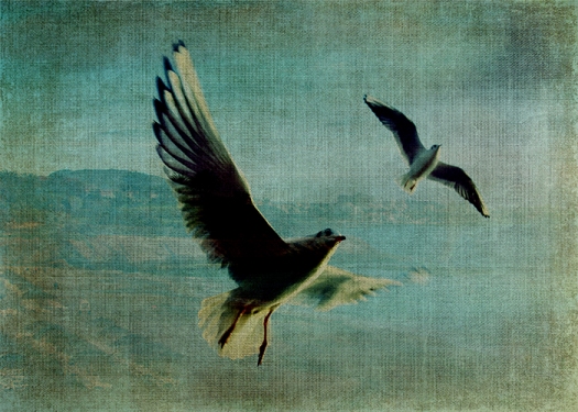 Wings over the World © Sarah Vernon