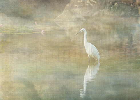 Reflecting Egret © Sarah Vernon